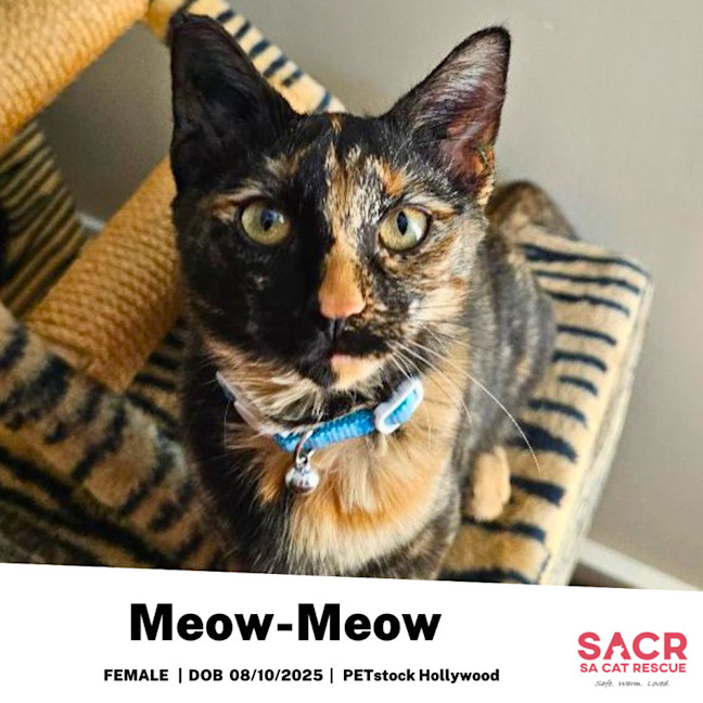 Photo of Meow Meow