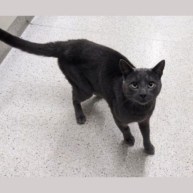 Photo of Junkman The Second