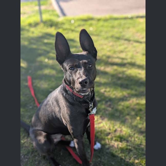 Photo of Amber