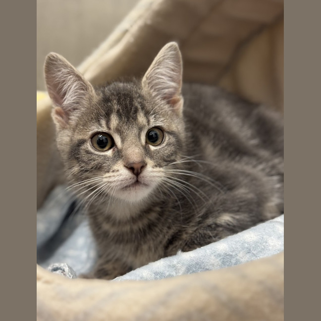 Photo of Asha