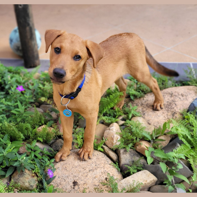 Photo of Pippa (P18)