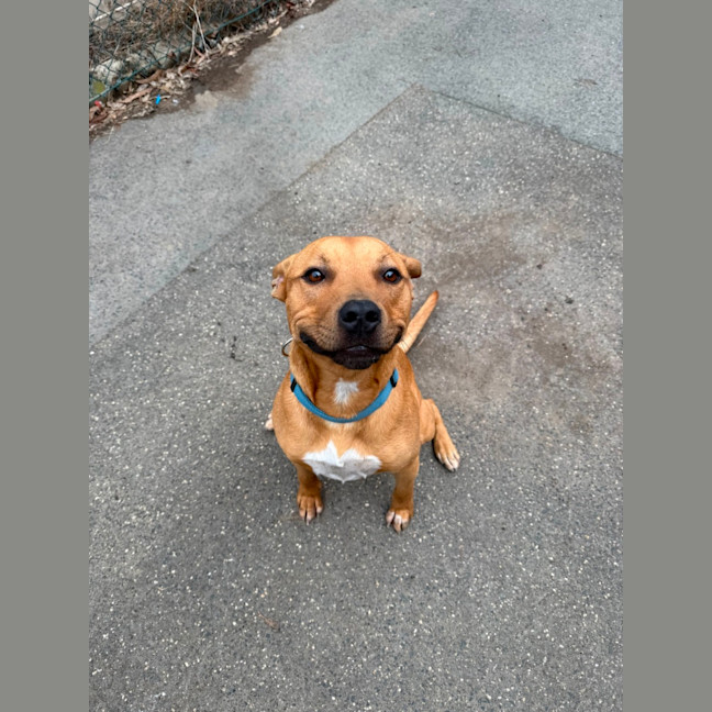 Photo of Chino