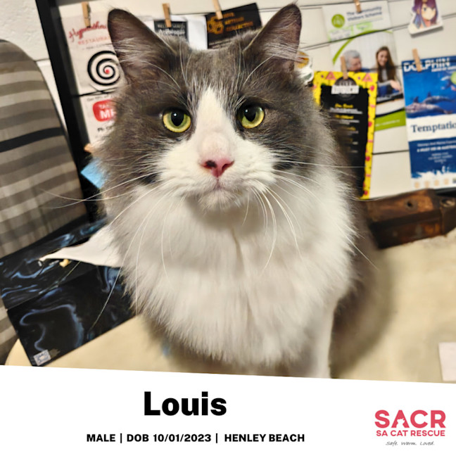 Photo of Louis