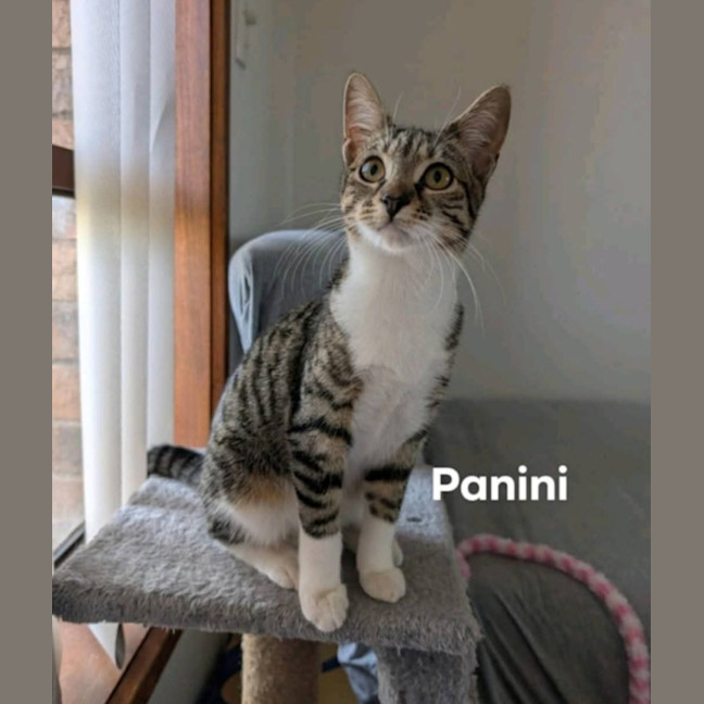 Photo of Panini