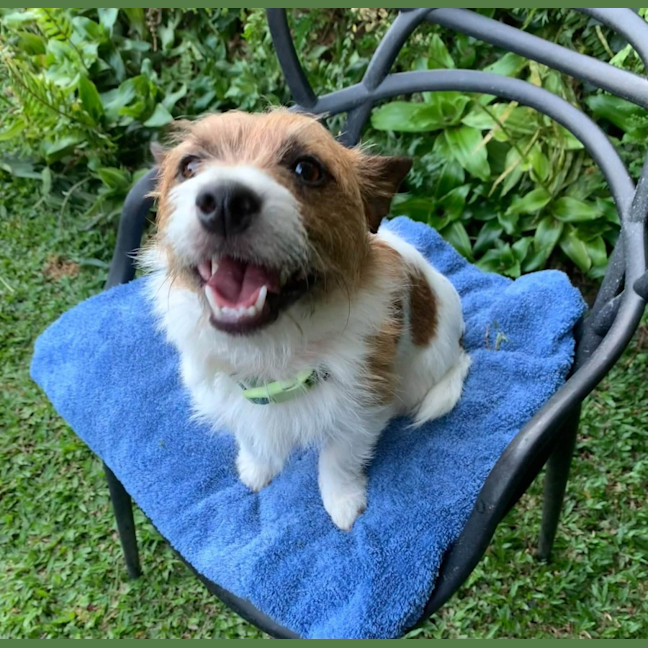 Photo of Scruffy