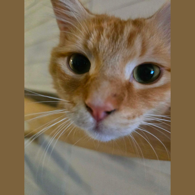 Photo of Faramir