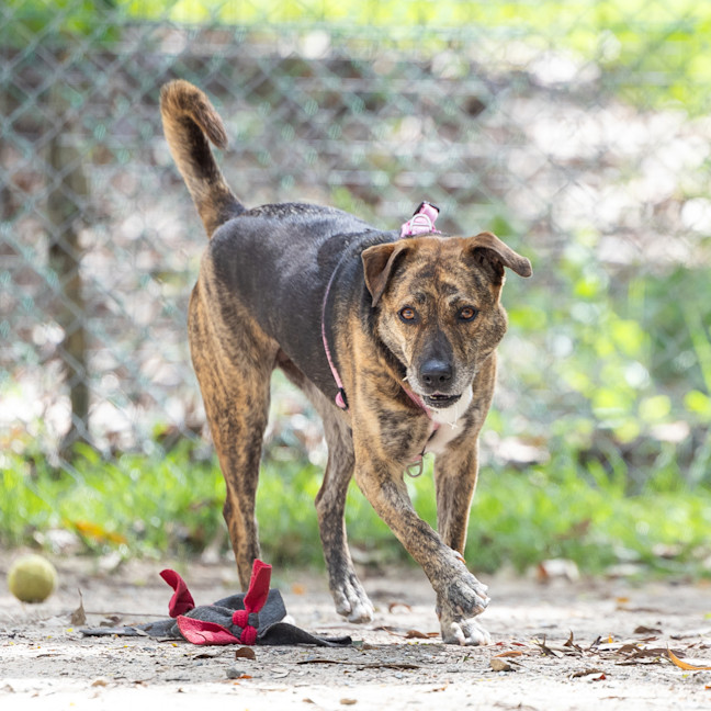 Photo of Bobbie (Previously Billie)