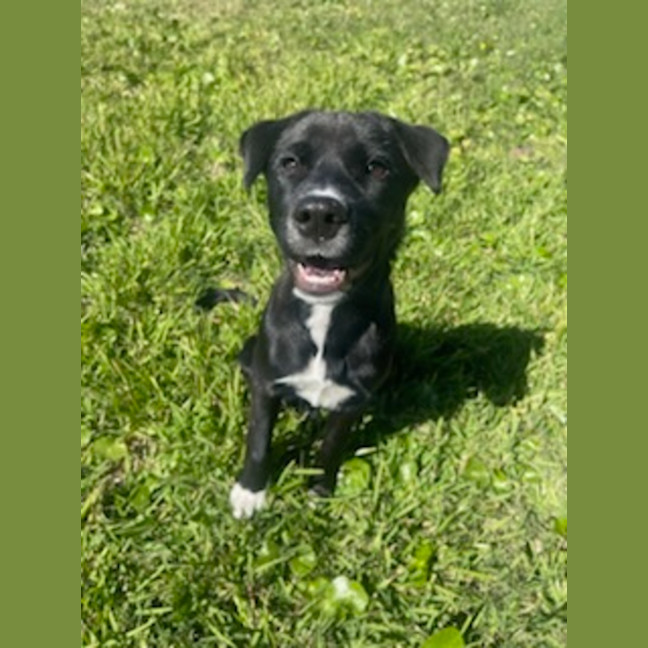 Photo of Mochi   4 Month Old Sharpei X Bullmastiff