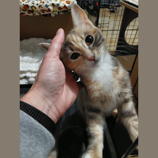 Photo of Peach