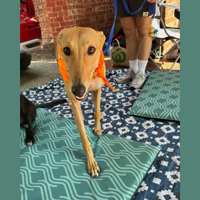 Photo of Peaches