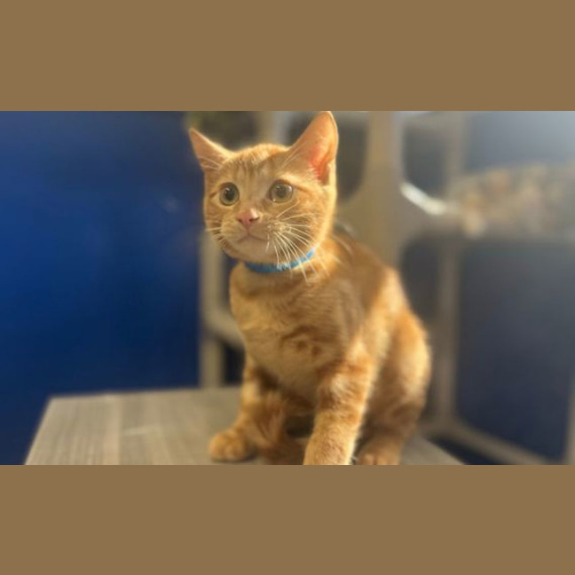 Photo of Slinky