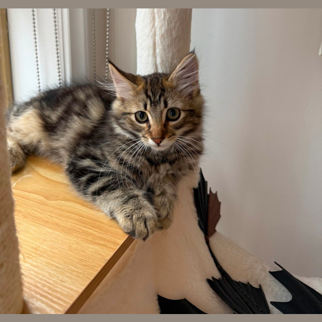 Photo of Berlioz