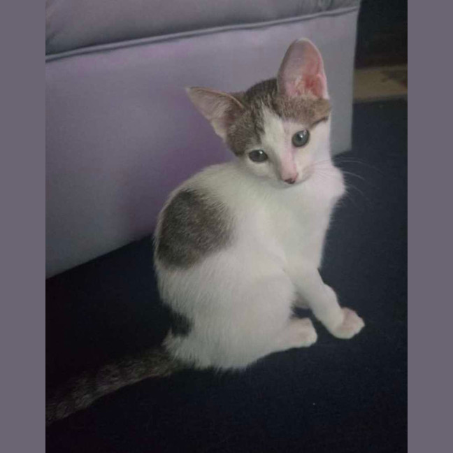 Photo of Bok Choy   Meet Me At Vets On Parker 