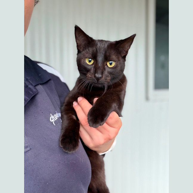 Photo of Coal