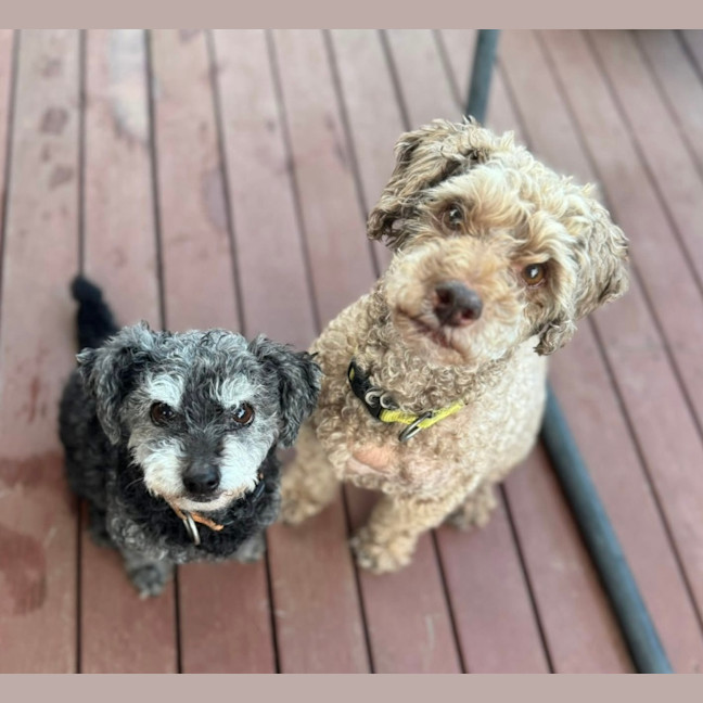 Photo of Milo & Meme 
