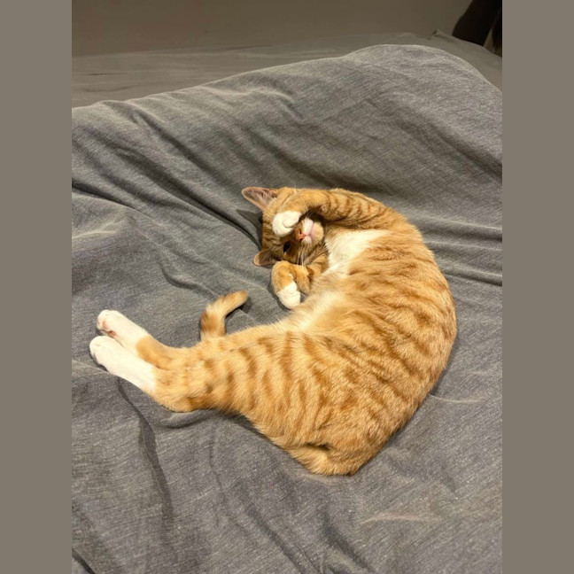 Photo of Obi 🧡