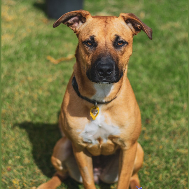 Photo of Tessa (Stella)