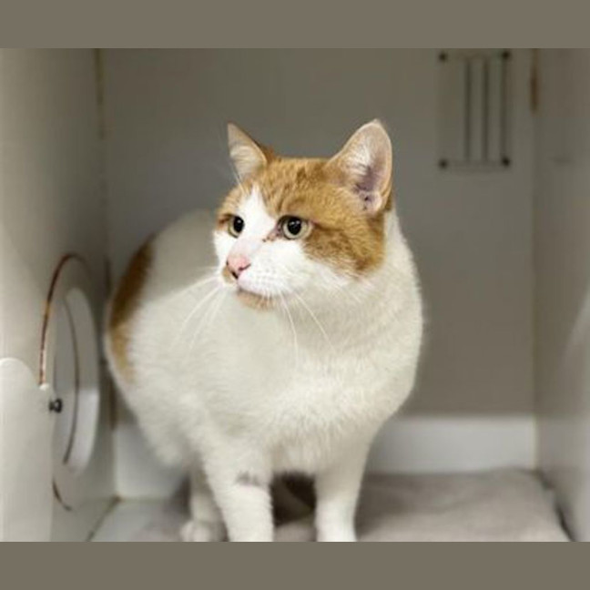 Photo of Ginger
