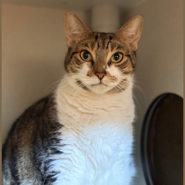 Photo of Marzipan