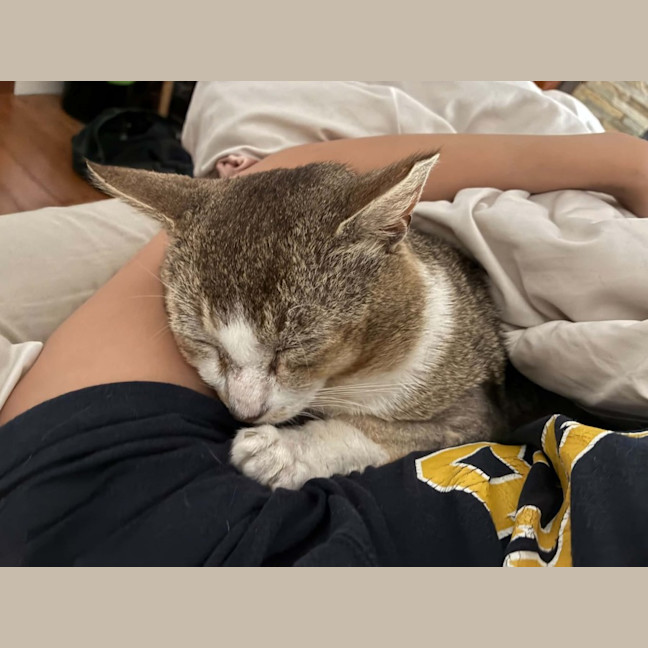 Photo of Pretzel