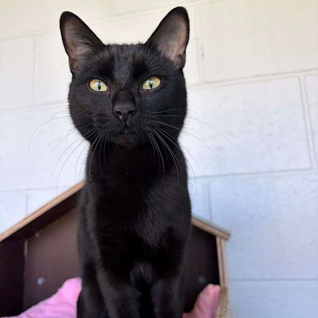 Photo of Kuro