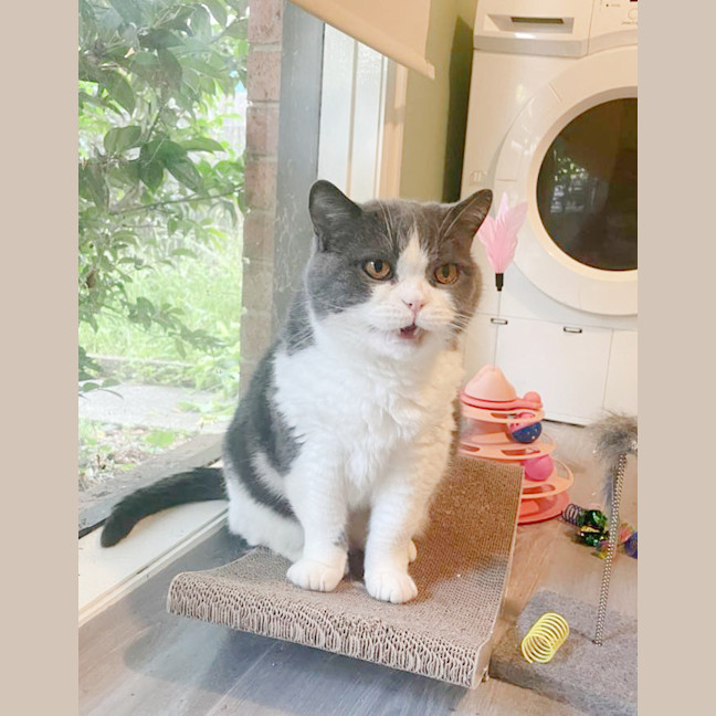 Photo of 🏹Sir Perci🏹