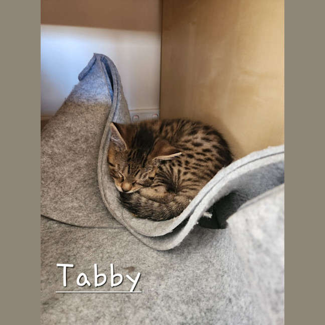 Photo of Tabby Mc Tat