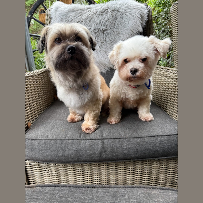 Photo of Bella & Ollie   6 Year Old Maltese X