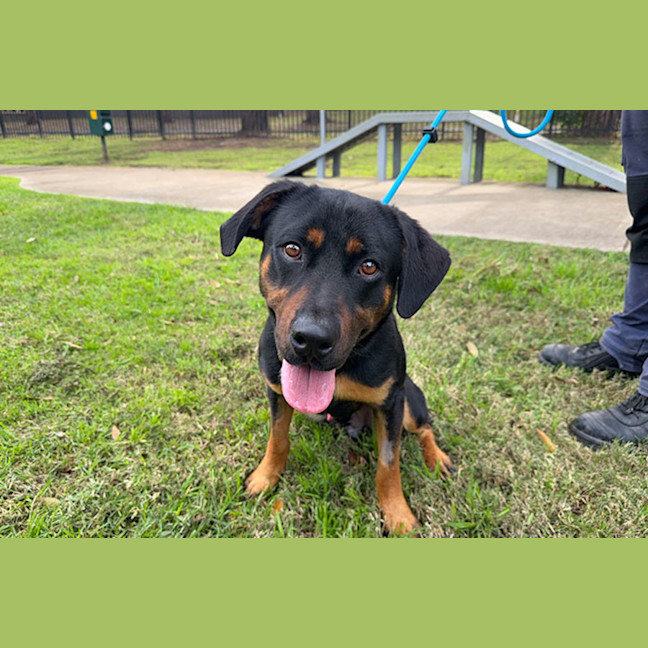 Photo of Sarge
