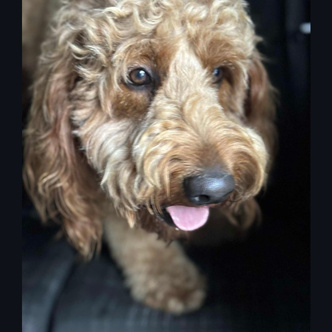 Photo of Lochie   21 Month Old Groodle