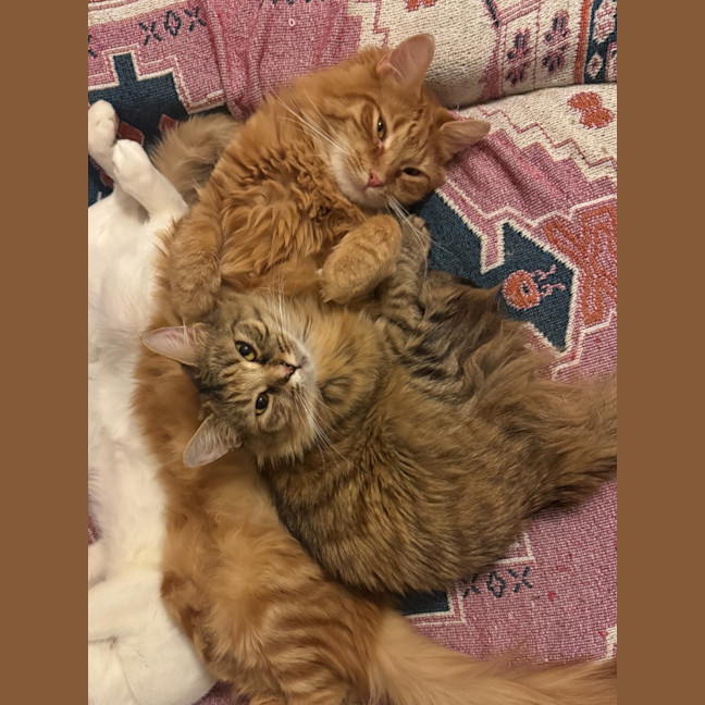 Photo of Nala & Simba