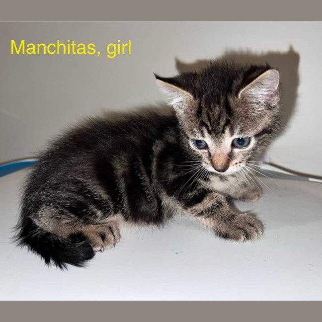 Photo of Manchitas
