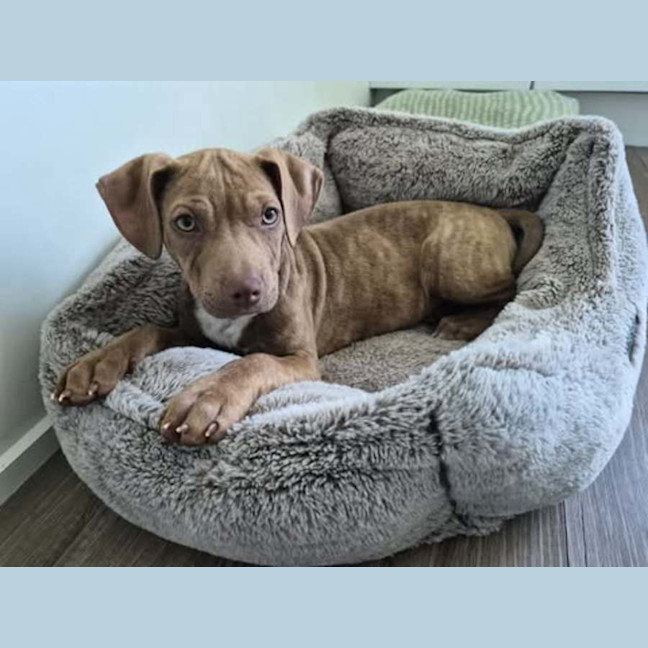 Photo of Dobby