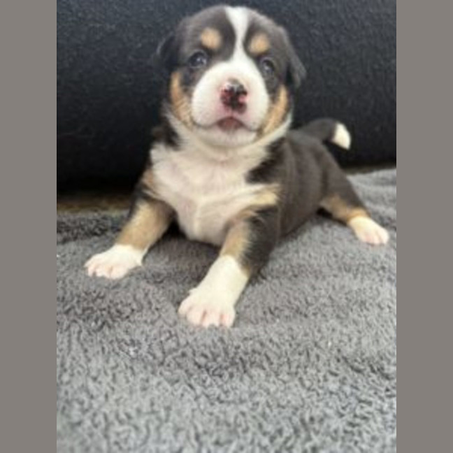 Photo of Gracie