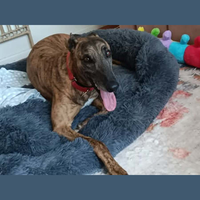 Photo of Dusty, The Greyhound