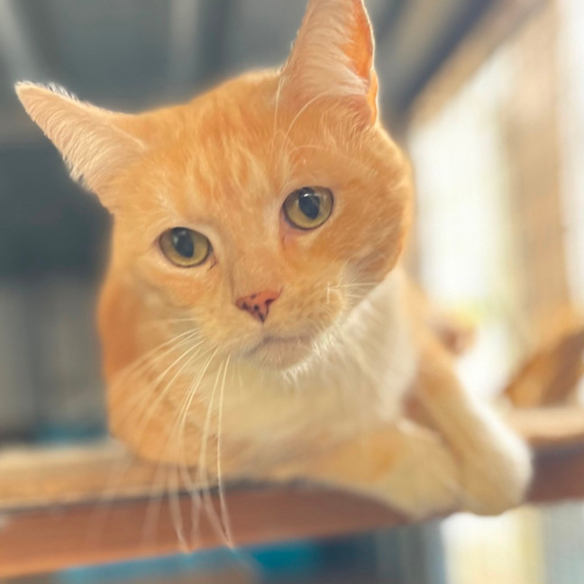 Photo of Squeek