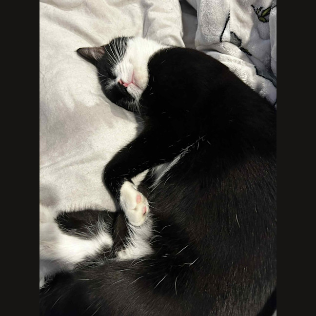 Photo of Al Purrchino