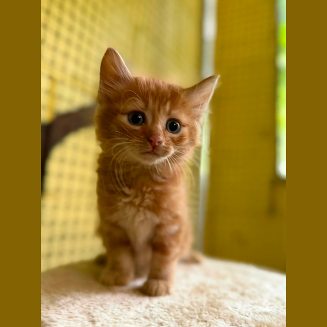 Photo of Prince Harry 