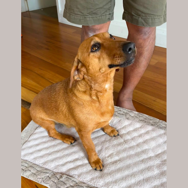 Photo of Frankie   4 Year O Id Jack Russell X  (Trial)