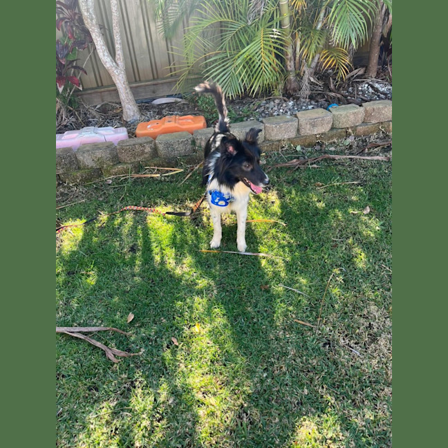 Photo of Moose   2 Year Old Border Collie