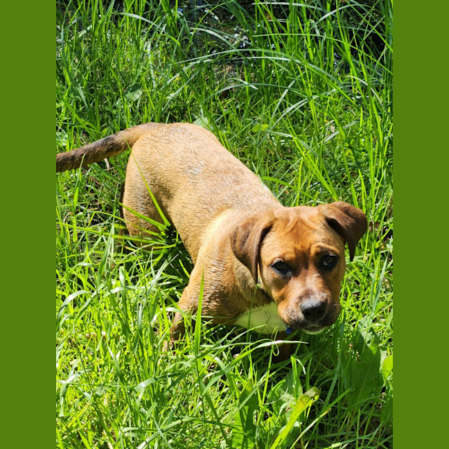 Photo of Valkyrie   6 Month Old Staffy X