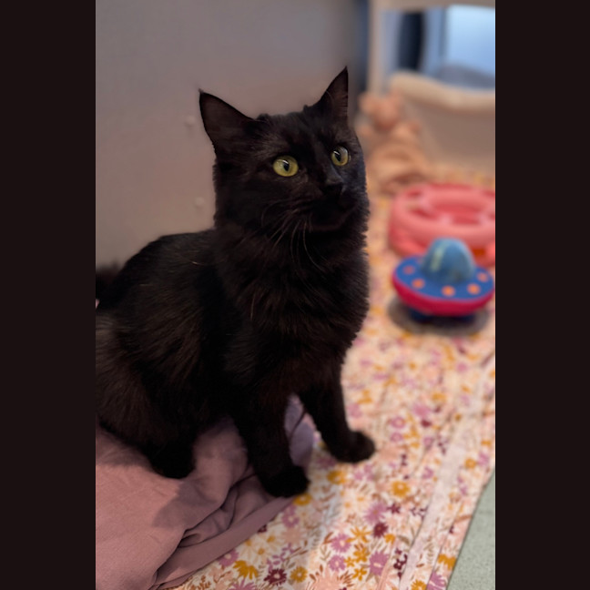 Photo of Smokey