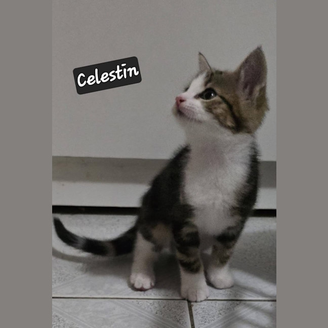Photo of Celestin