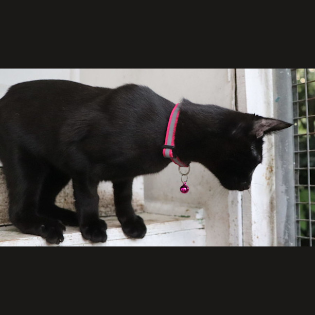 Photo of Benny   Pet Quarters Broadmeadow 