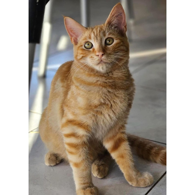 Photo of 11714   Hoody