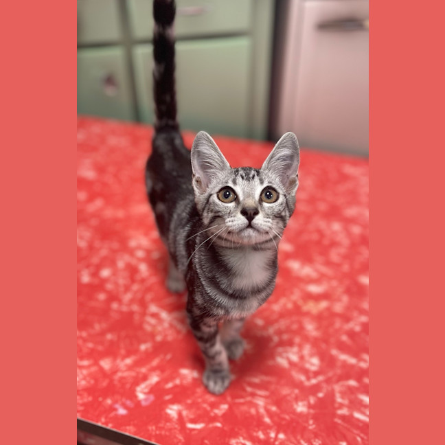 Photo of Violet