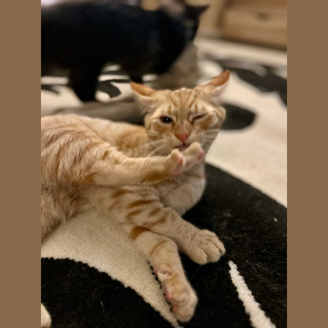 Photo of George   Located In Lower Plenty