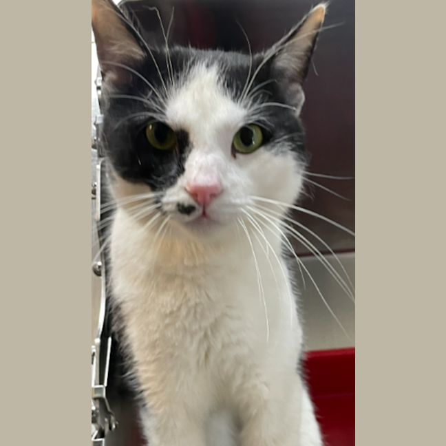 Photo of Muffin