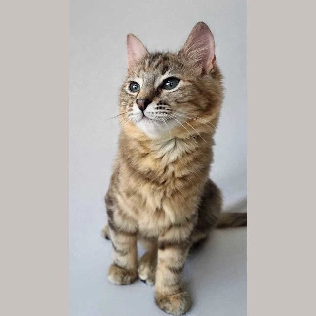 Photo of Skittles 