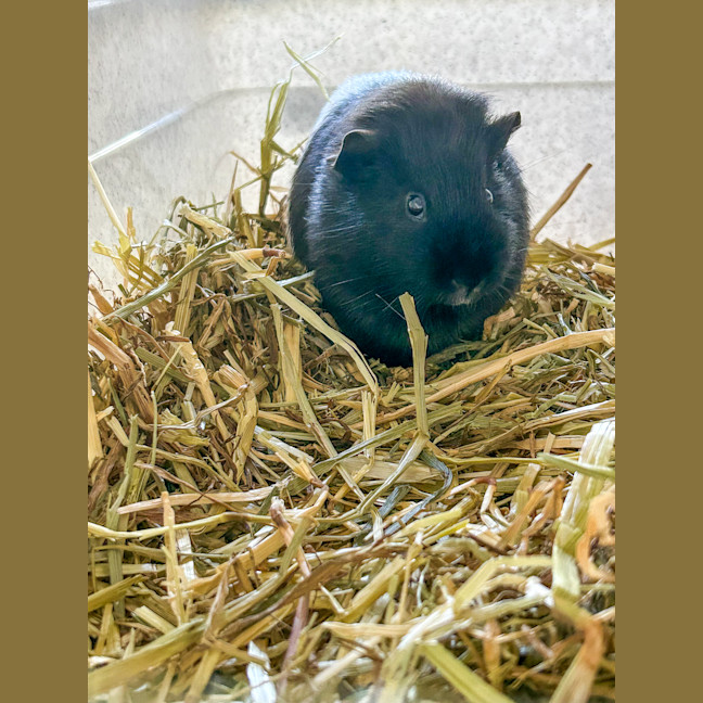 Photo of Sadie